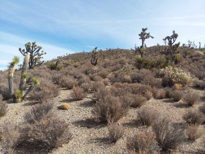 Wee Thump Joshua Tree Wilderness HP
