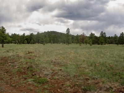 Pine Hill