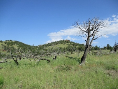 Buck Mountain