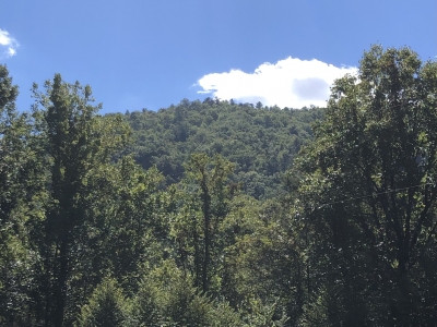 Pine Mountain