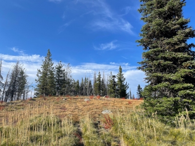 Baldy Mountain