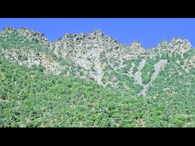 "Spanish Needle"