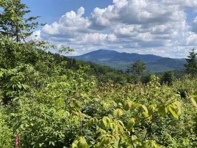Deer Mountain