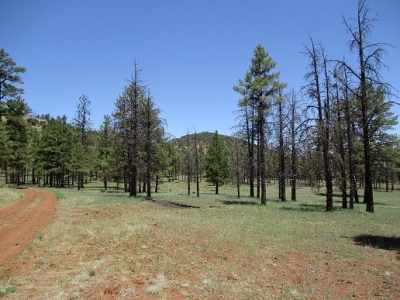 Spring Valley Coxcombs, North