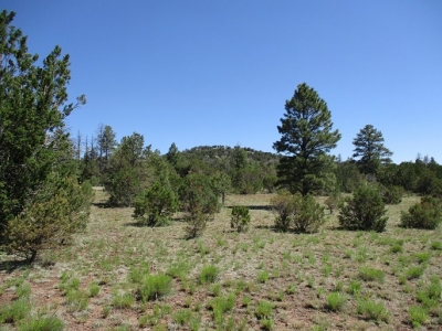 Spring Valley Coxcombs, South