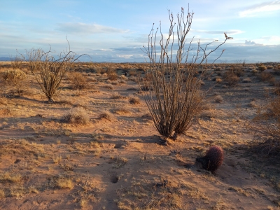 Cactus Plain WSA HP