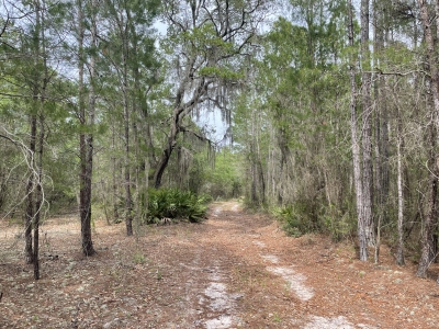 Okefenokee Wilderness HP