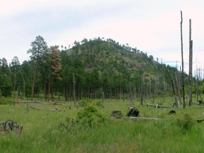 Rabbit Hill