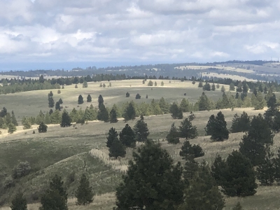 Cabbage Hill