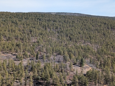 Mule Mountain