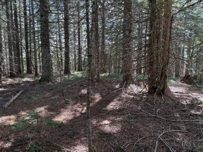 McIntyre Ridge