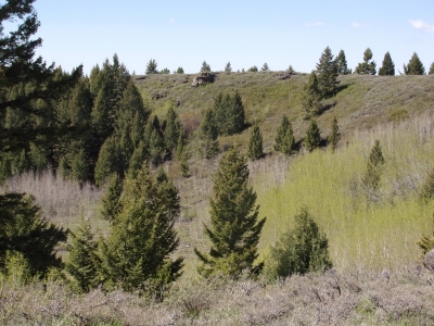 Pine Butte