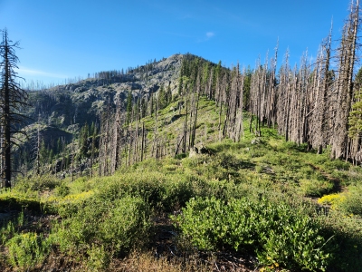 Salmon Mountain