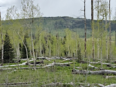 Quaker Mountain