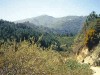 Ashland, Mount