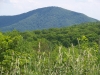 Compton Peak
