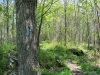Compton Peak