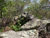Bearfence Mountain