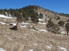 Caribou Hill