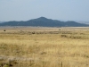 Bull Domingo Hills