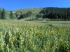 Elliott Mountain