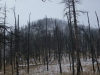 Buck Ridge