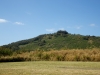 Kalepa