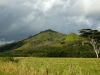 Laaukahi