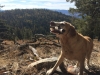 Cayuse Mountain
