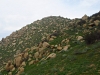 Olive Hill