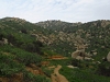 Olive Hill