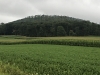 Schaefer Head