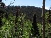 Baldy Mountain