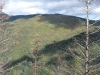Hamilton Baldy
