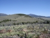 Davis Knolls