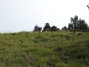 Gallo Peak