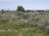 Badger Mountain