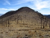Snowshed Peak