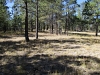 Cooper Ridge