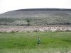 Watermelon Hill