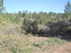 Mormon Pasture Mountain