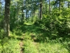 Burnt Ridge