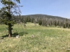 Tower Mountain