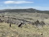 Pinyon Ridge, North