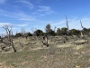 Pinyon Ridge, North
