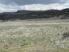 Pine Ridge