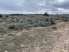 Pine Ridge