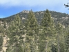 Bear Mountain