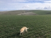 Jordan Butte