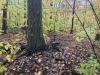 Shaker Mountain